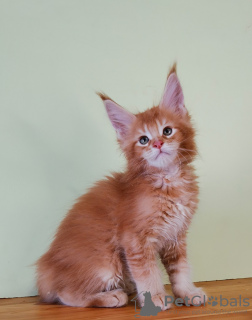 Photo №1. maine coon - for sale in the city of St. Petersburg | 431$ | Announcement № 19391