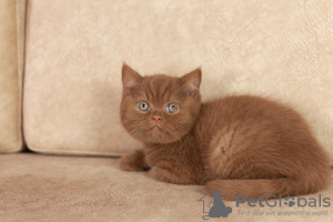 Photo №1. british shorthair - for sale in the city of Bruges | Is free | Announcement № 127668