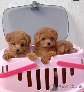 Photo №1. poodle (toy) - for sale in the city of Helsinki | 465$ | Announcement № 161017