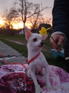 Photo №3. Urgently! 1 Due to the move! 1 Chihuahua puppies !!. Ukraine