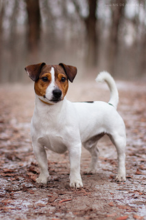 Photo №1. Mating service - breed: jack russell terrier. Price - negotiated