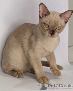Photo №2 to announcement № 35411 for the sale of burmese cat - buy in Russian Federation from nursery, breeder