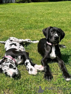 Photo №1. great dane - for sale in the city of Stockholm | negotiated | Announcement № 104356