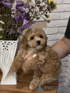 Photo №1. poodle (toy) - for sale in the city of Berlin | 568$ | Announcement № 163099