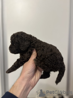 Additional photos: Lagotto Romagnolo puppies