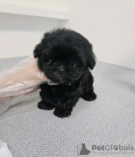 Photo №3. Beautiful poodle puppies Business WhatsApp 37256062792. Finland