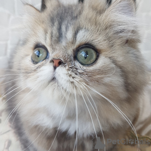 Photo №1. persian cat - for sale in the city of Volgograd | 1211$ | Announcement № 9254