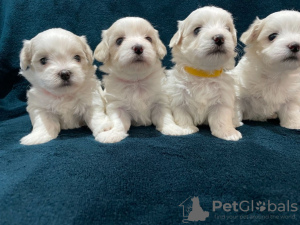 Photo №2 to announcement № 15563 for the sale of maltese dog - buy in Saudi Arabia private announcement
