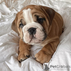 Photo №4. I will sell english bulldog in the city of Berlin. private announcement - price - 475$