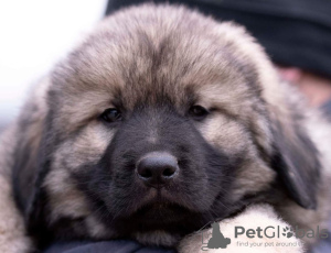 Photo №3. Yugoslav Shepherd Dog - Sharplaninec puppies. Russian Federation