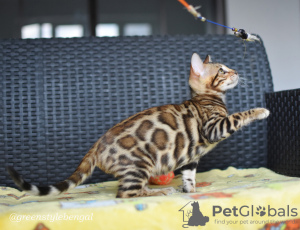 Photo №4. I will sell bengal cat in the city of Minsk. private announcement, from nursery, breeder - price - 280$