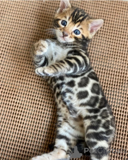 Photo №1. bengal cat - for sale in the city of Jablonec nad Nisou | negotiated | Announcement № 97872