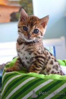 Photo №4. I will sell bengal cat in the city of Dusseldorf.  - price - negotiated