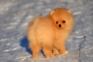 Photo №4. I will sell pomeranian in the city of Москва. from nursery - price - 528$