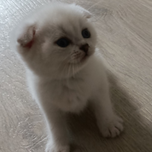 Photo №1. scottish fold - for sale in the city of Tolyatti | 271$ | Announcement № 6509
