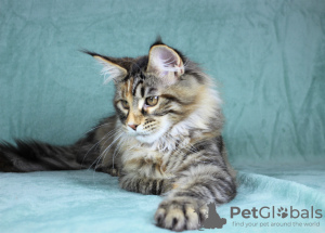 Photo №3. Maine Coon cat. Russian Federation