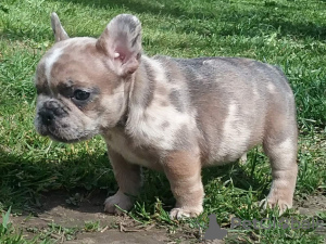 Photo №2 to announcement № 101294 for the sale of french bulldog - buy in Belarus private announcement