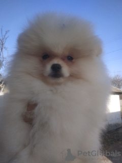 Additional photos: Spitz Pomeranian