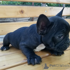 Photo №2 to announcement № 32405 for the sale of french bulldog - buy in Germany private announcement