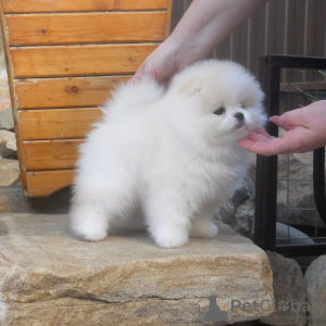 Photo №2 to announcement № 133889 for the sale of pomeranian - buy in Netherlands private announcement