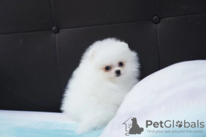 Photo №1. pomeranian - for sale in the city of Франкфурт-на-Майне | Is free | Announcement № 95915