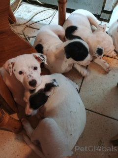 Photo №2 to announcement № 146375 for the sale of american staffordshire terrier - buy in Ukraine private announcement