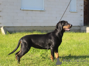 Photo №1. polish hunting dog - for sale in the city of Wilkowice | 591$ | Announcement № 14025