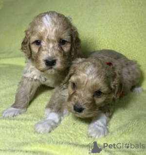 Photo №4. I will sell labradoodle in the city of Kreivilä. private announcement - price - Is free