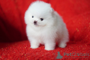 Photo №2 to announcement № 116054 for the sale of pomeranian - buy in Germany 