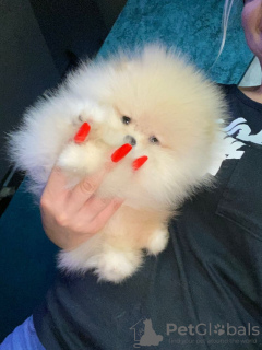 Photo №1. pomeranian - for sale in the city of Saarbrücken | 280$ | Announcement № 27900