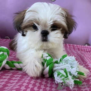 Photo №1. shih tzu - for sale in the city of Bundenbach | negotiated | Announcement № 166249
