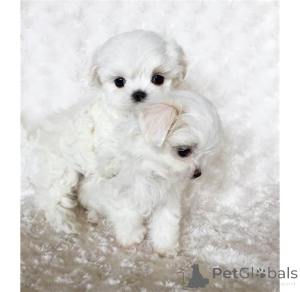 Photo №2 to announcement № 160969 for the sale of maltese dog - buy in France private announcement, breeder