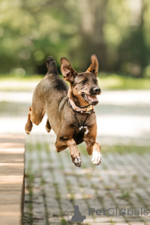 Photo №3. Stasya is looking for a house and a heart in which she will again be necessary.. Russian Federation