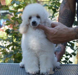 Photo №1. poodle (toy) - for sale in the city of Belgrade | negotiated | Announcement № 118651