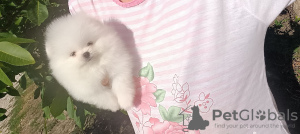 Photo №1. pomeranian - for sale in the city of Tampere | 350$ | Announcement № 119360