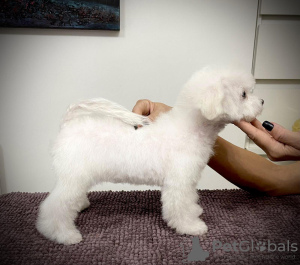 Photo №3. Bichon Friesian puppy. Serbia