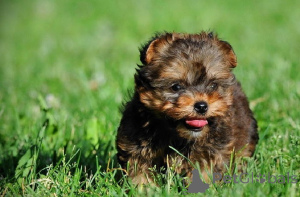 Photo №1. yorkshire terrier - for sale in the city of Canterbury | negotiated | Announcement № 47607