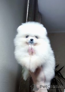 Photo №1. pomeranian - for sale in the city of Франкфурт-на-Майне | 380$ | Announcement № 124446