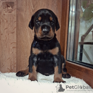 Photo №2 to announcement № 62328 for the sale of dobermann - buy in Ukraine private announcement, from nursery, breeder