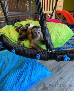 Photo №3. Hi Everyone we have this adorable babies which we are looking for a forever home. Germany