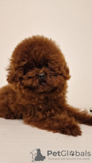 Additional photos: Red toy poodle, female