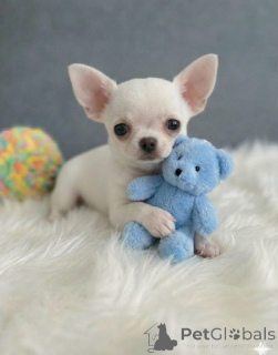 Photo №2 to announcement № 171692 for the sale of chihuahua - buy in Switzerland private announcement