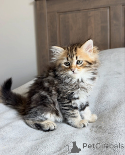 Photo №1. siberian cat - for sale in the city of Brno | negotiated | Announcement № 177869