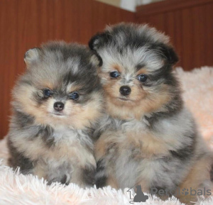 Photo №1. pomeranian - for sale in the city of Kauniainen | Is free | Announcement № 40114