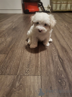 Photo №4. I will sell bichon frise in the city of Orlando. breeder - price - 500$