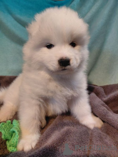 Photo №2 to announcement № 167367 for the sale of samoyed dog - buy in Finland private announcement