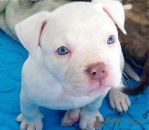 Photo №3. Pitbull Terrier Puppies Available. Finland