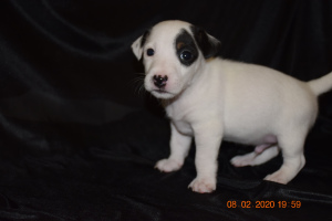 Additional photos: Jack Russell Terrier Puppies