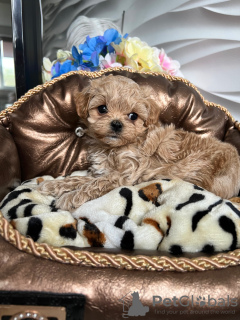 Photo №1. maltipu - for sale in the city of Minsk | 2500$ | Announcement № 48759