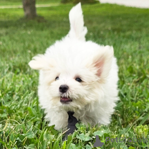 Photo №1. maltese dog - for sale in the city of Amberg | 282$ | Announcement № 151397
